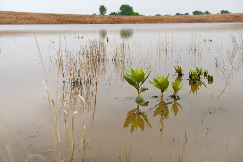 Stock ponds on Birdwell Clark ranch help cattle get water in pasturelands.