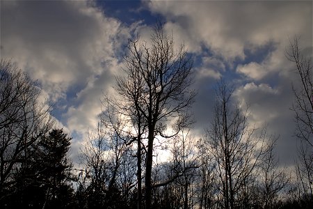 Winter Morning Tree Canopy photo