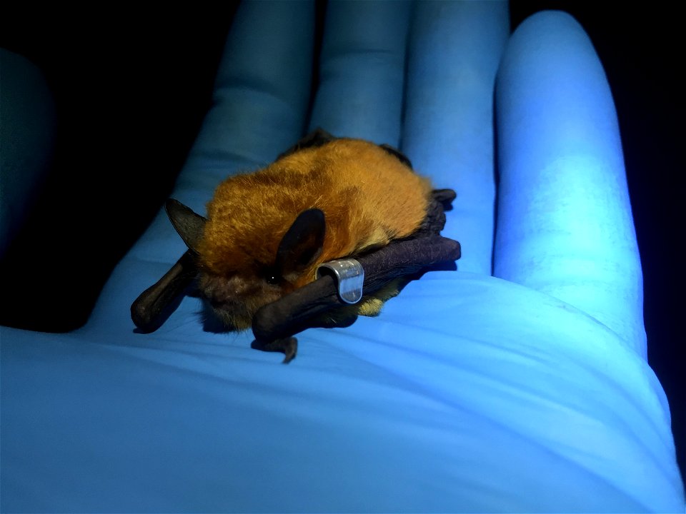Southeastern myotis (Myotis austroriparius)