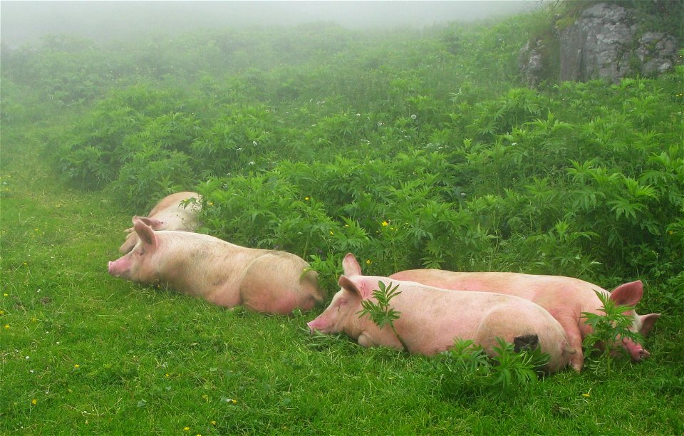 happy pigs (cayolar d'anaye)