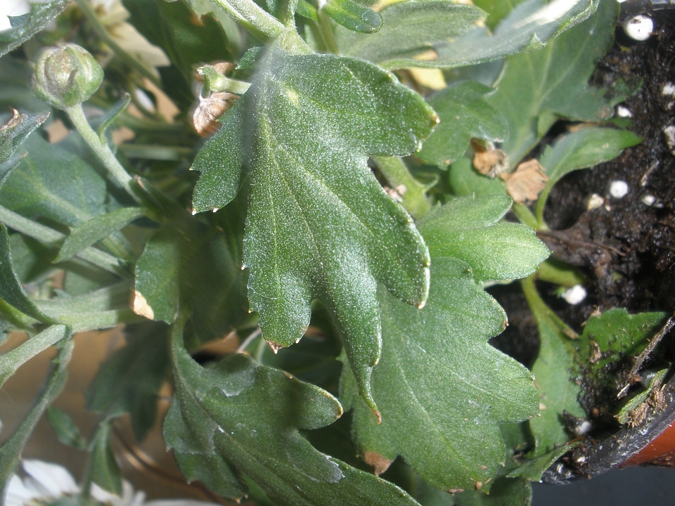 Plant natural botanical