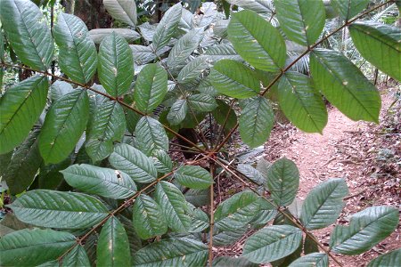 Angelim - Andira fraxinifolia