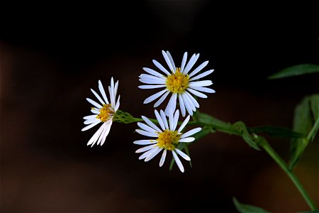 Early Fall Wildflower, White photo
