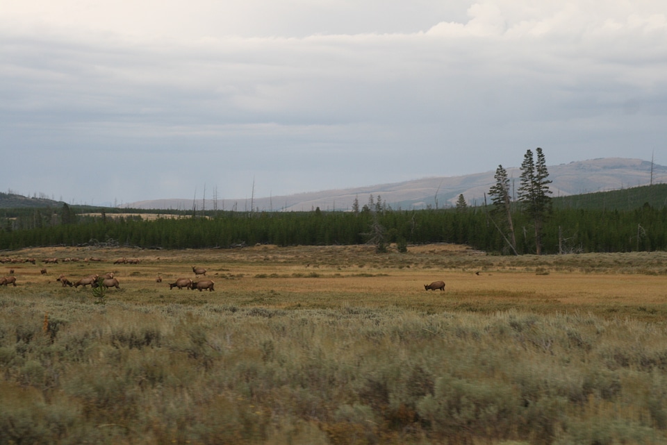 Yellowstone National Park - Wyoming Travel and Tourism