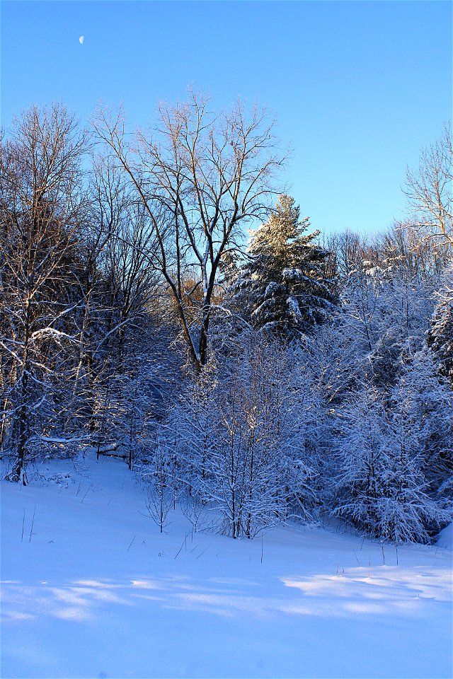 Winter Morning Walk photo