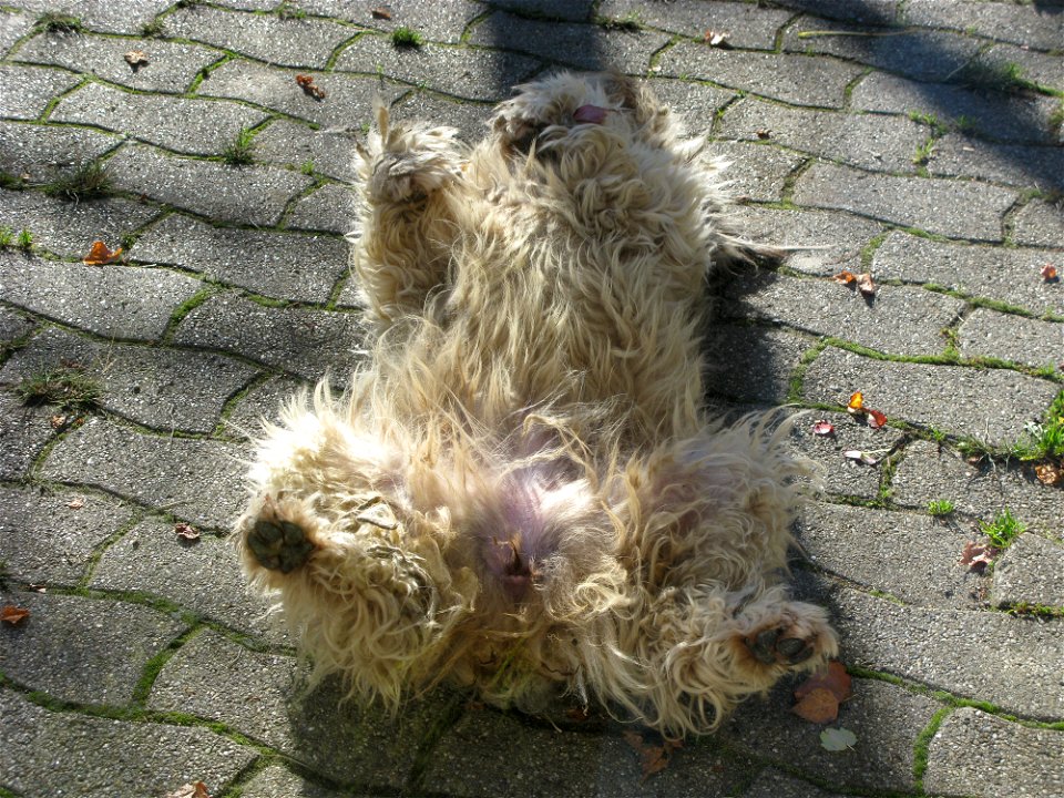 lili peau de chien