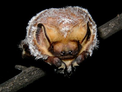 Hoary bat (Lasiurus cinereus) closeup_02