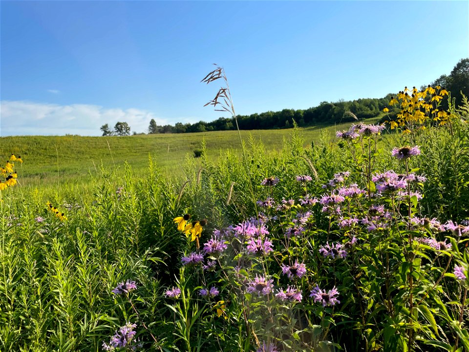 Crow Wing River park Minnesota 2022 Aug