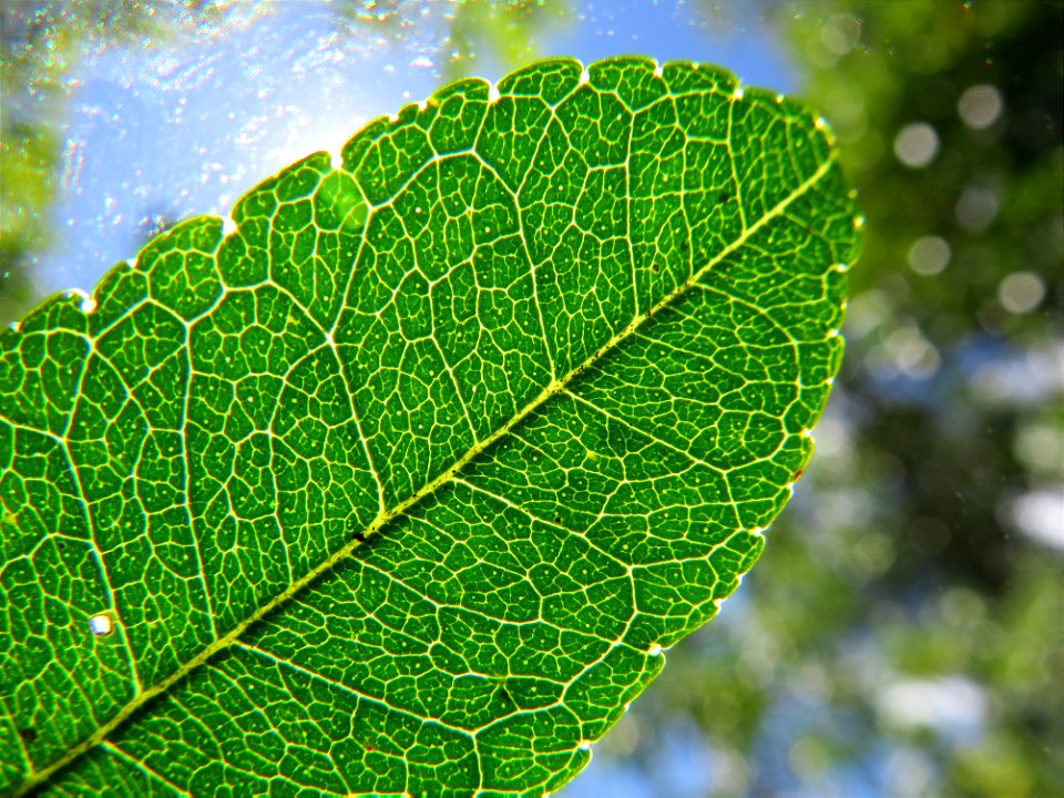 Zanthoxylum rhoifolium Lam. photo