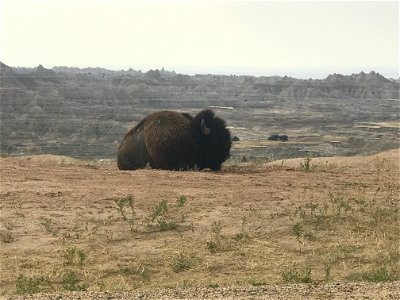 Badlands Bison photo