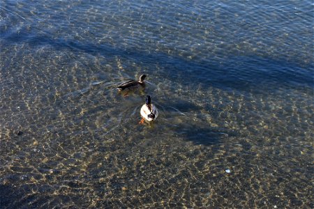 Ducks in Water photo