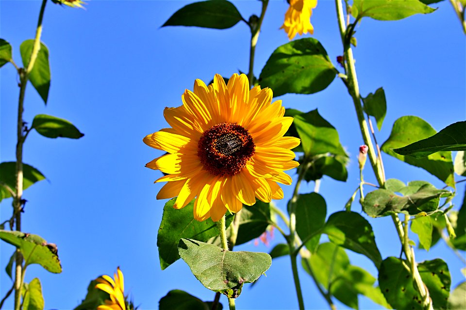 Sunflower