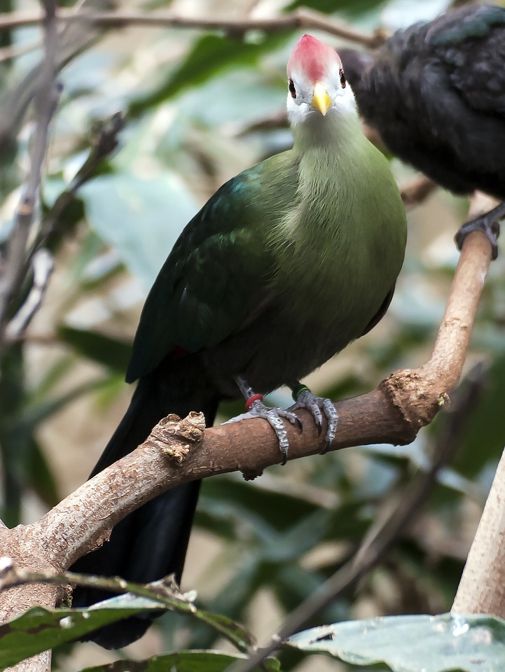Knysna Turaco or Loerie perched in a tree