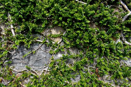 Leafy Wall Texture photo