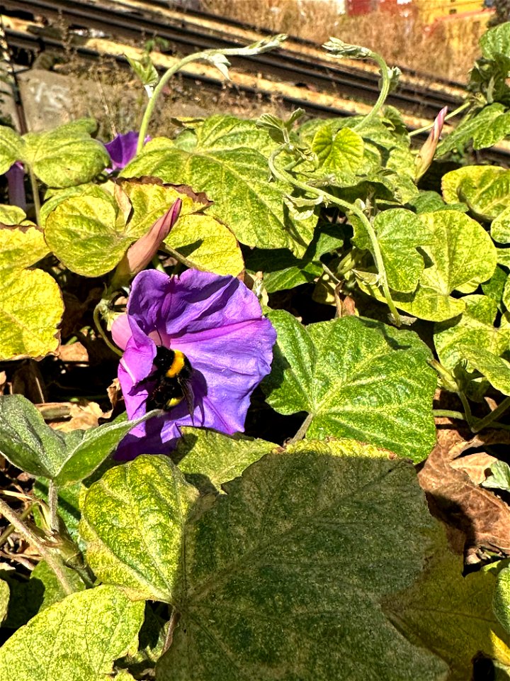 Bumblebee and Flower