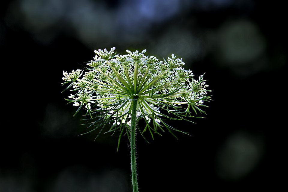 Midsummer Wild Flower