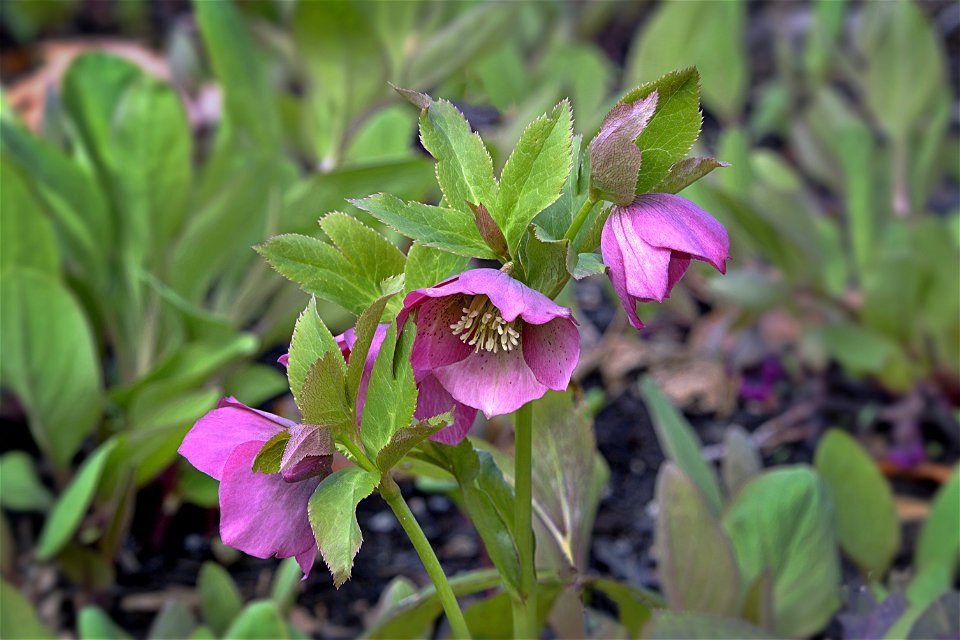 Hellebore Flowers, Early Spring