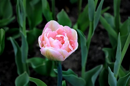 Ottawa Tulip Festival, White-Pink Tulip photo