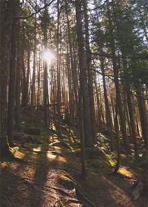 Sunset through the trees