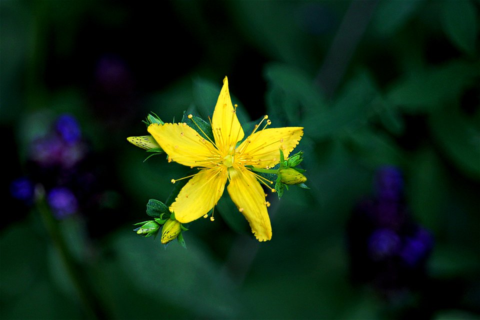 Midsummer Wildflower, Pineapple Yellow.