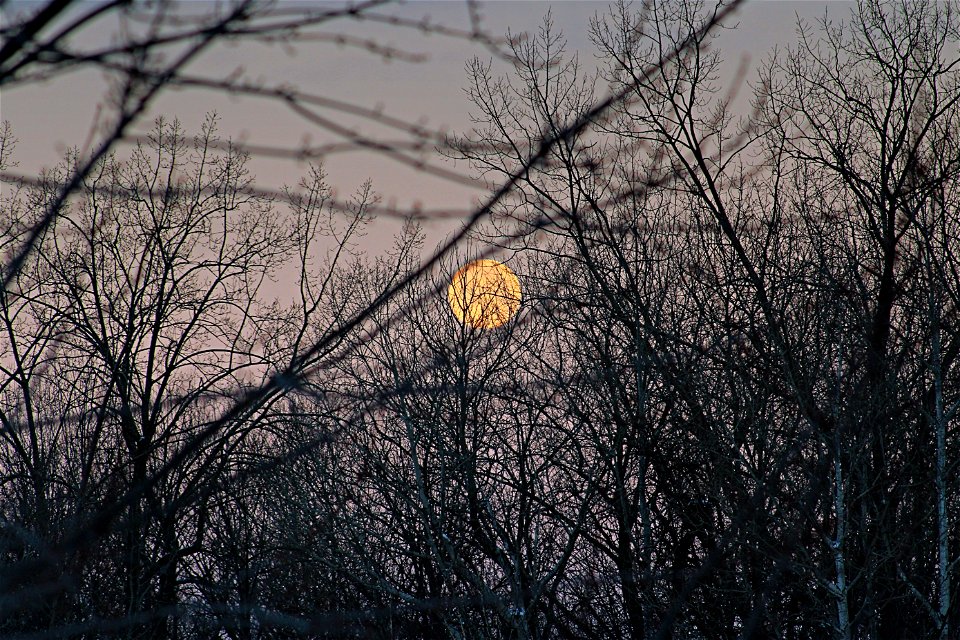 Setting Moon, early dawn