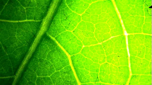 Dandelion leaf under backlit magnification
