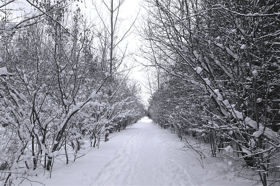 Winter Trail, Ottawa Green Belt photo