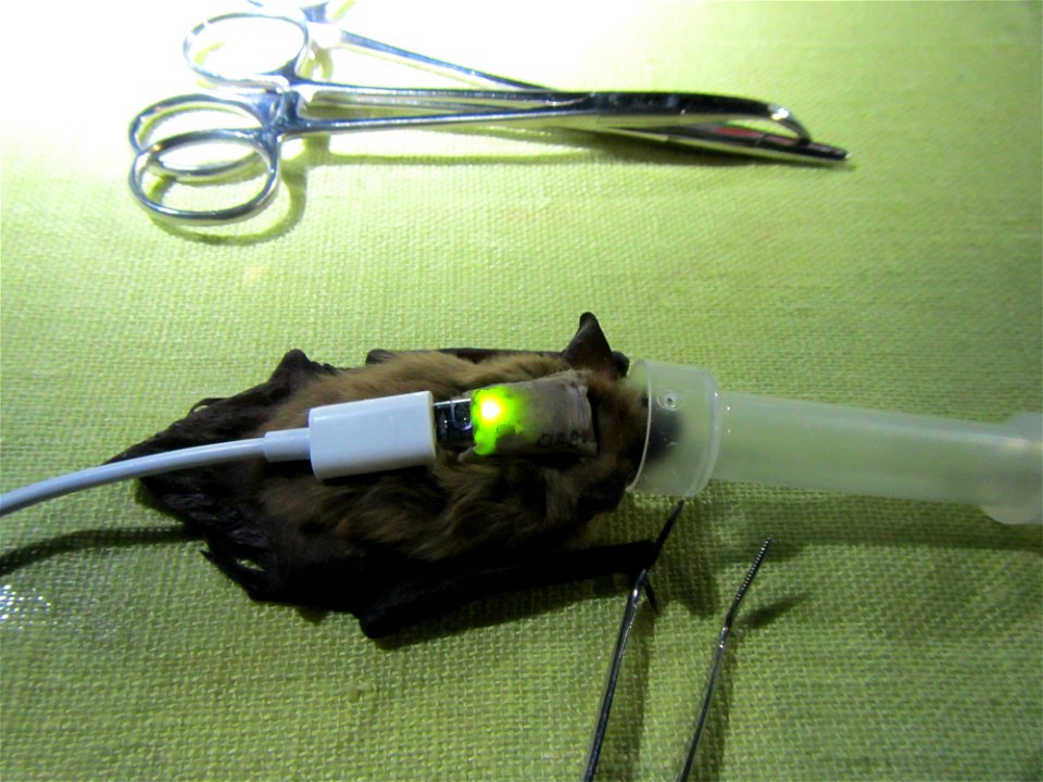 Big brown bat (Eptesicus fuscus) with datalogging backpack_03