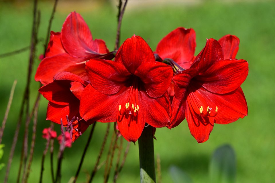 Trompeta - Azucena - Tulipán - Amarilis (Hippeastrum puniceum)