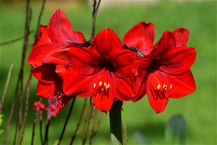 Trompeta - Azucena - Tulipán - Amarilis (Hippeastrum puniceum)
