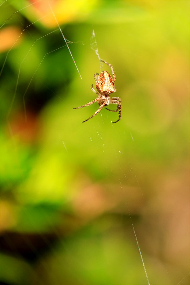 Araneidae - Orb-weaver