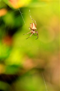 Araneidae - Orb-weaver photo