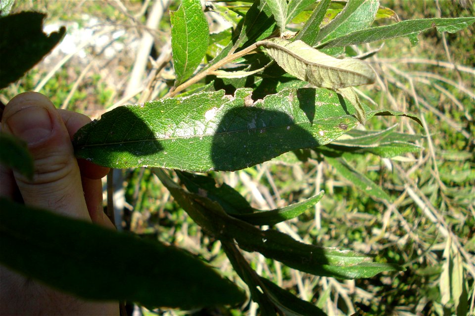 Vernonanthura phosphorica (Vell.) H.Rob. - Assa-peixe photo