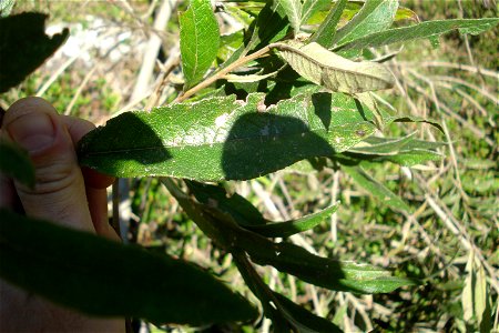 Vernonanthura phosphorica (Vell.) H.Rob. - Assa-peixe