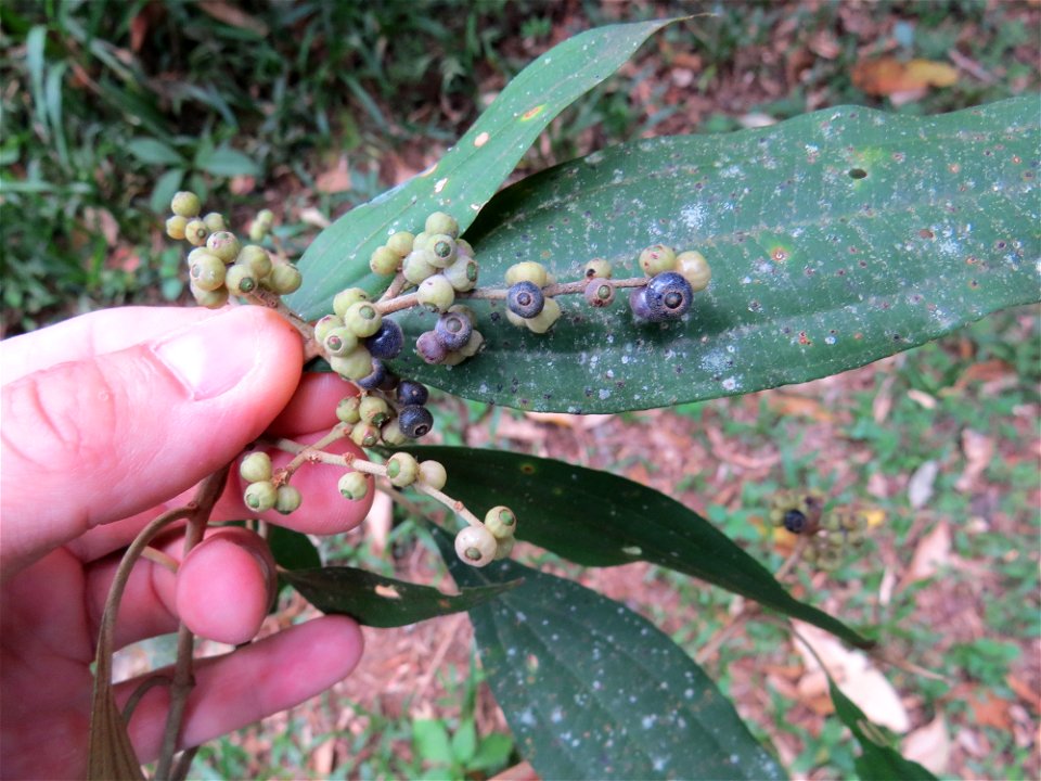 Miconia buddlejoides Triana photo