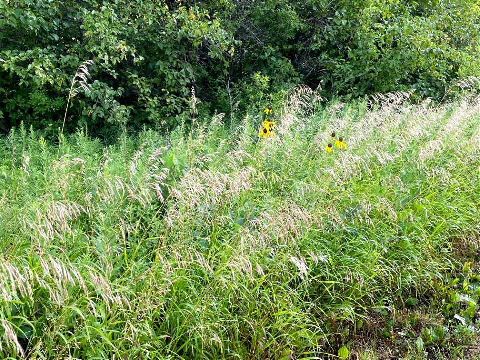Crow Wing River park Minnesota 2022 Aug