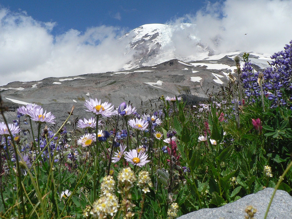 Mount Rainier and Wildflowers