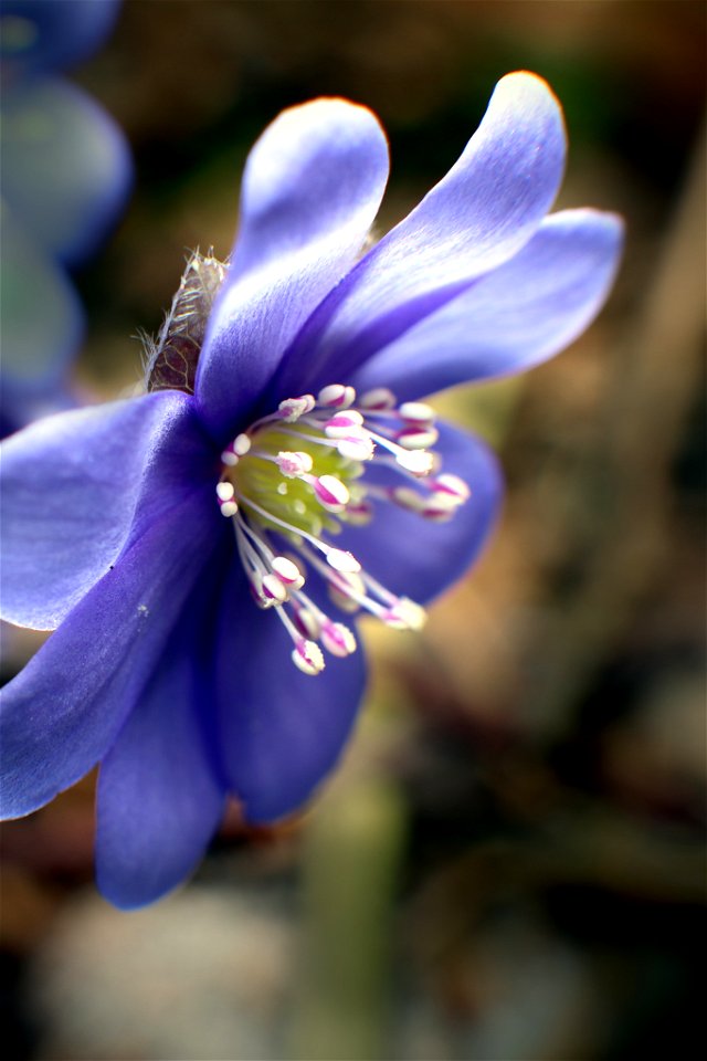 Hepatica nobilis photo