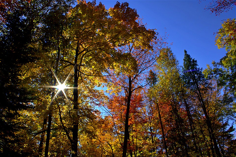 Fall Colours, Forest Canopy