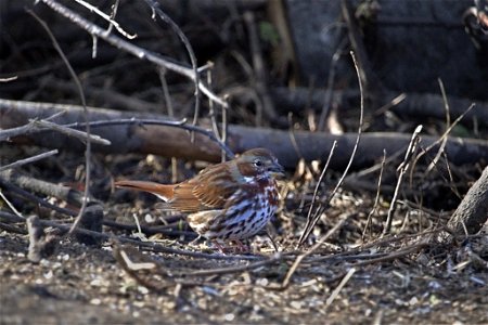 Fox (Song) Sparrow photo