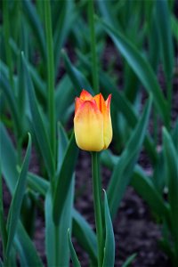 Ottawa Tulip Festival, Yellow-Red Tulip On Stem photo