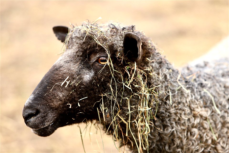 Sawkill Farm Sheep