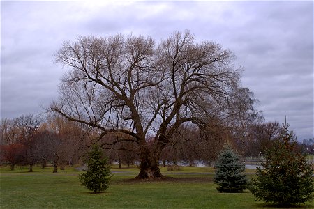 Stately Tree, Strong And Wise photo