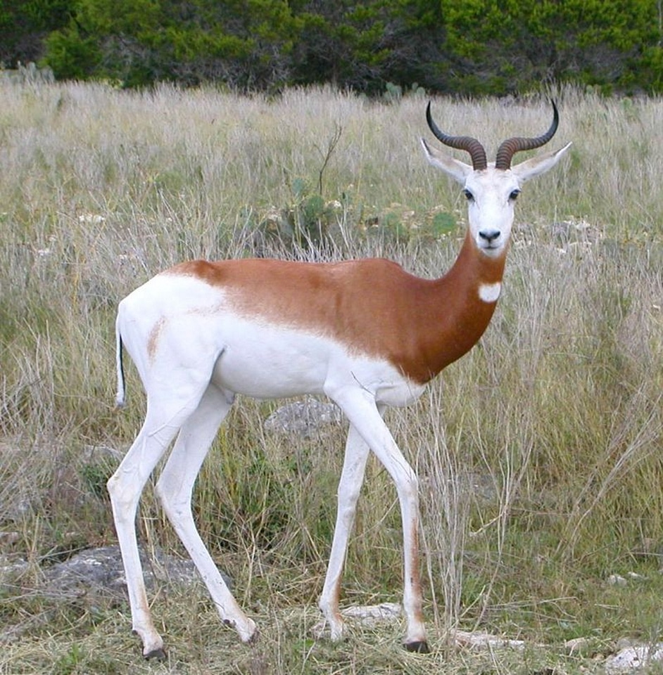 Animal mammal nature