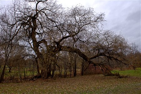 Dominion Arboretum, Old And Broken photo