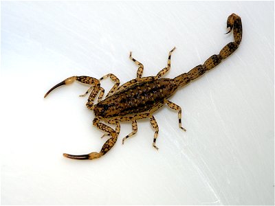 Scorpion (La Réunion)