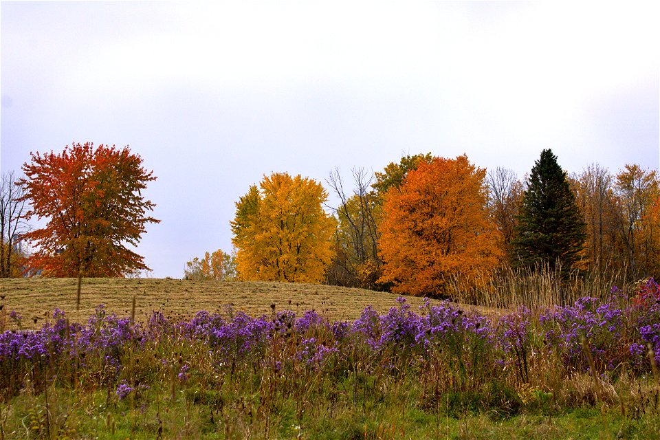 Fall Colours Along The Ottawa River Parkway
