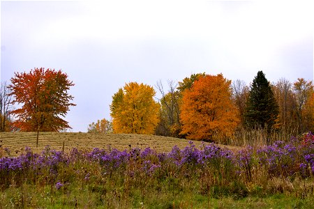 Fall Colours Along The Ottawa River Parkway photo