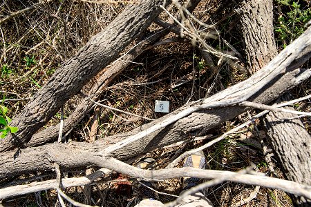 Ground photo 5