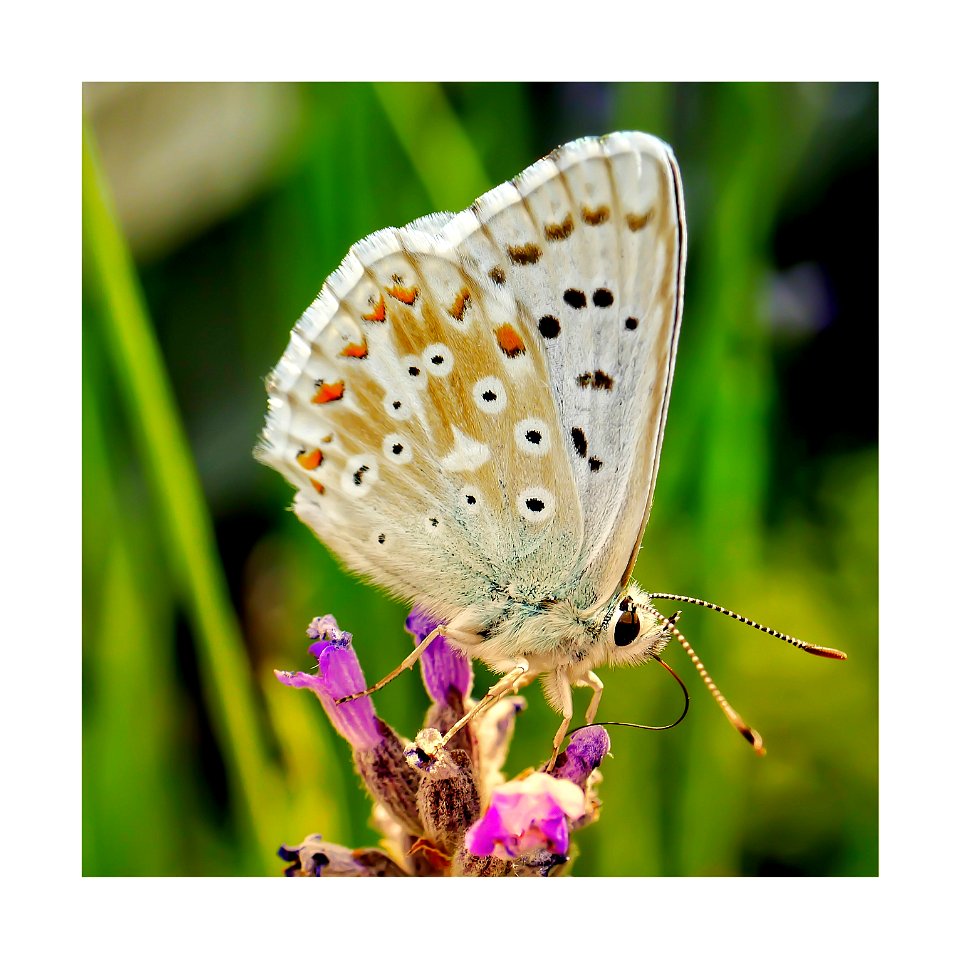 Polyommatus coridon.